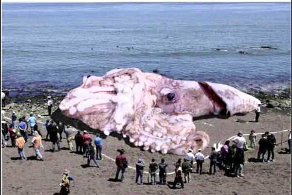 Kraken сайт зеркала