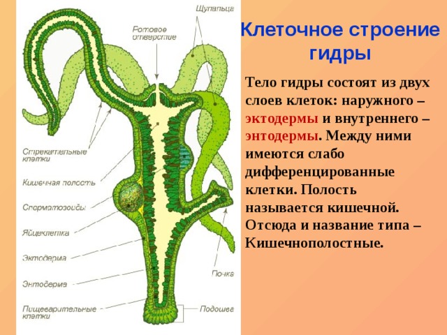 Кракен ссылку где
